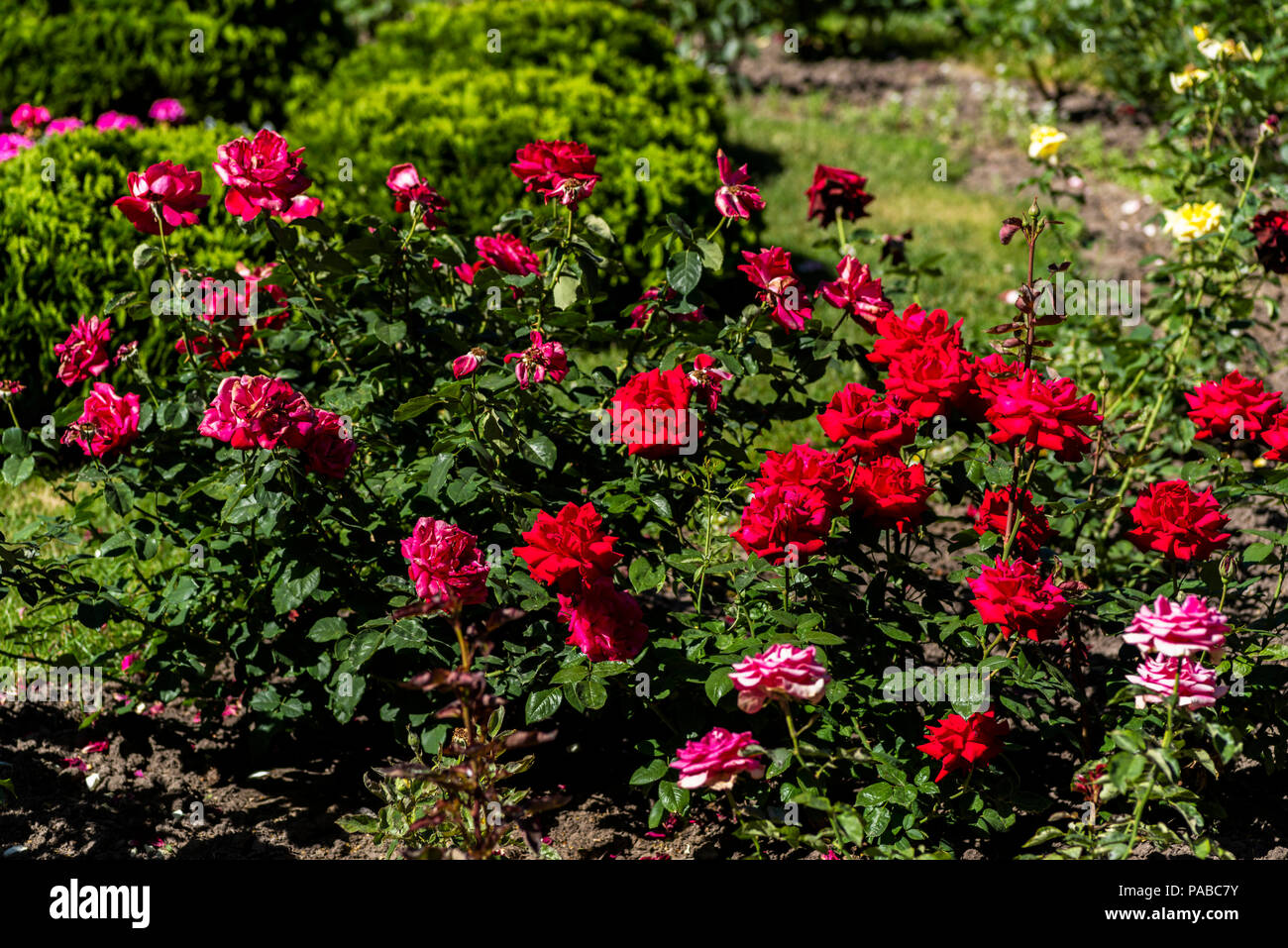 Buchsen der Blüte rote Rosen im Garten Stockfoto