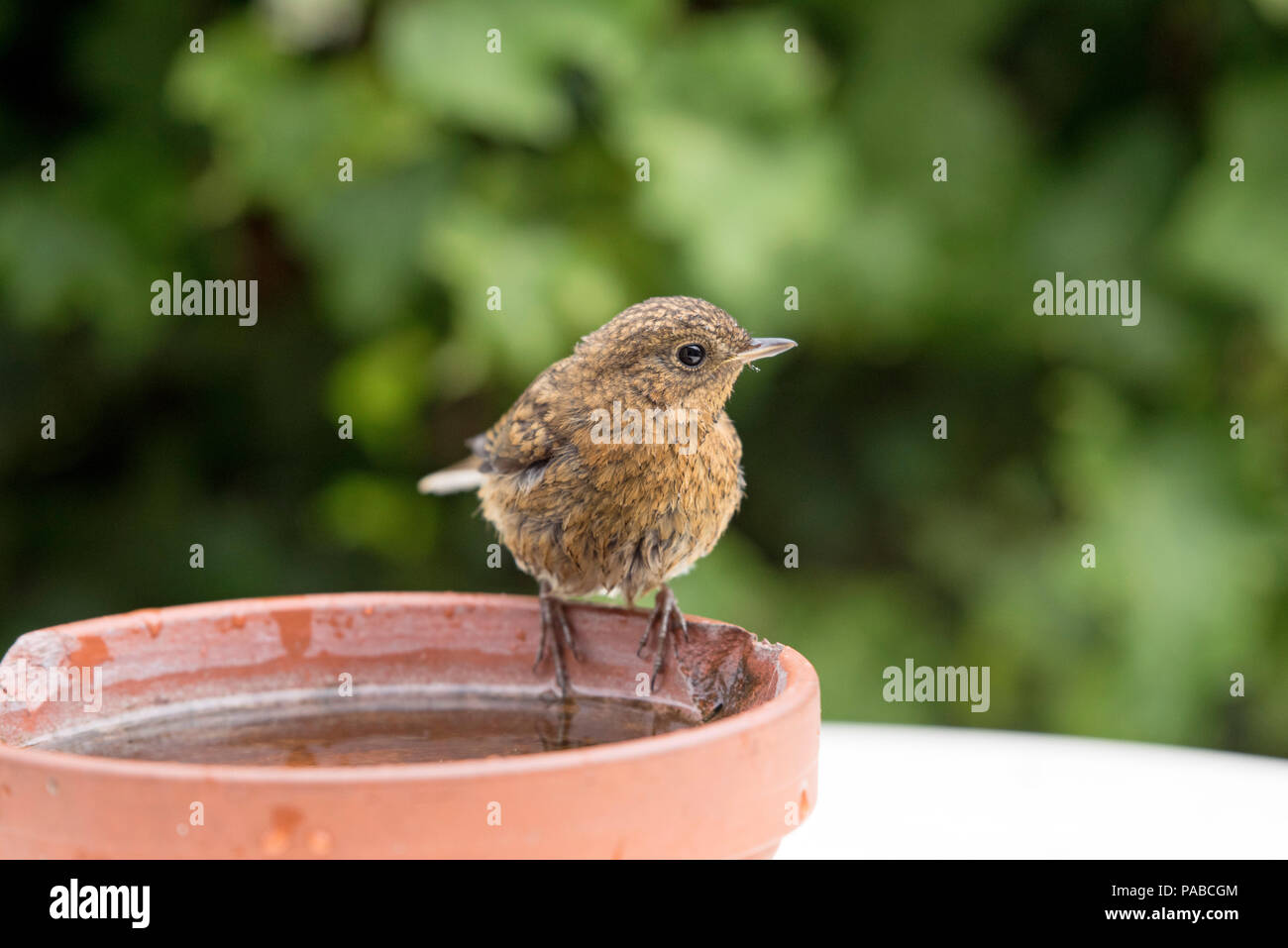 Junge Rotkehlchen, Erithacus rubecula, stehend auf alten Terrakotta Ton Wasserabscheidertopf Stockfoto