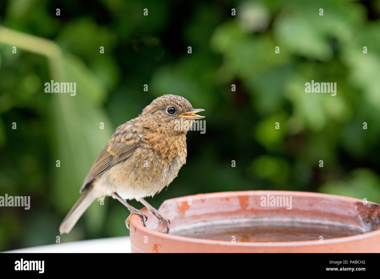 Junge Rotkehlchen, Erithacus rubecula, stehend auf alten Terrakotta Ton Wasserabscheidertopf Stockfoto
