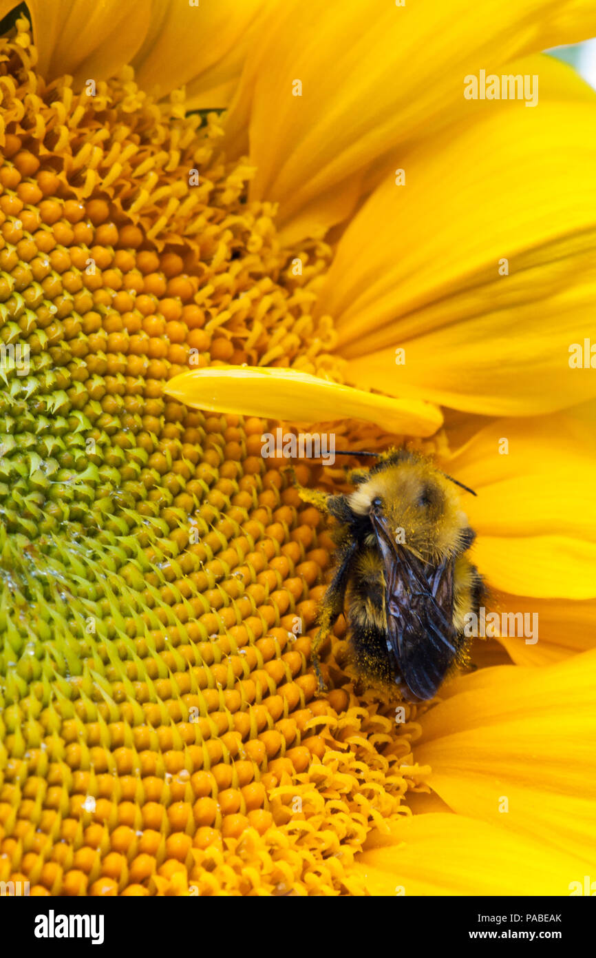 Flauschige Stockfoto