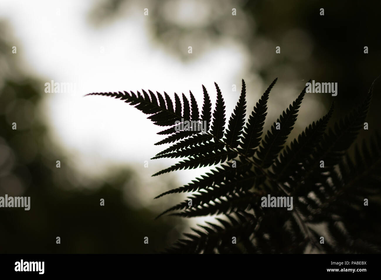 Close up Silhouette einer Neuseeland Silver Fern mit einem unscharfen Hintergrund Stockfoto
