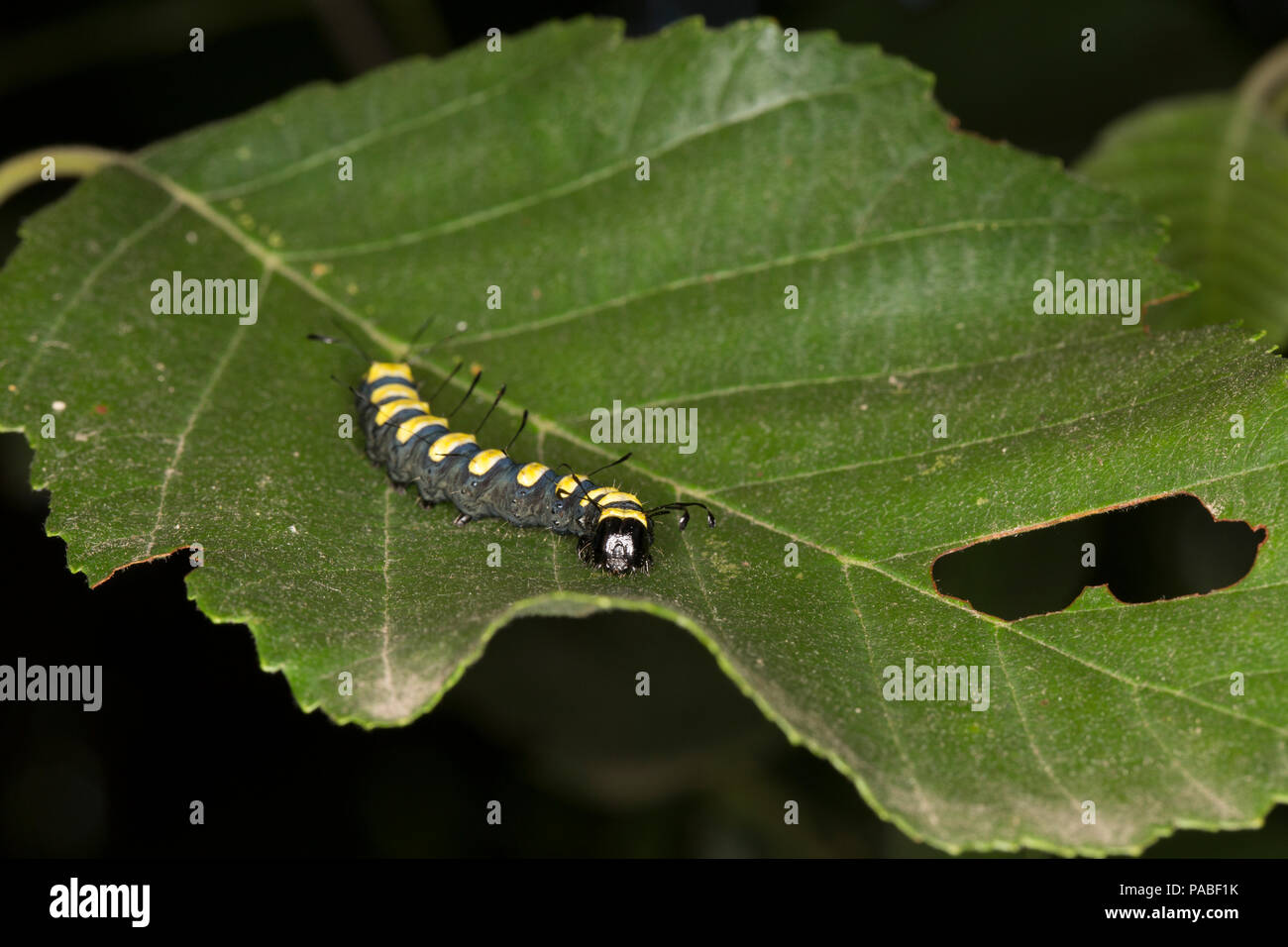 Ein Alder moth Caterpillar, Acronicta alni Alder, auf einem Blatt. Dorset England UK GB Stockfoto