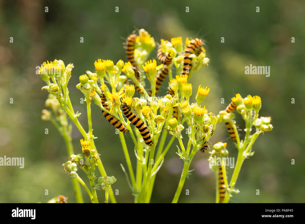 Zinnober Nachtfalter Raupen, Tyria Jacobaeae, Fütterung auf Ragwort während Großbritannien 2018 Hitzewelle 21.7.2018. Dorset England UK GB Stockfoto