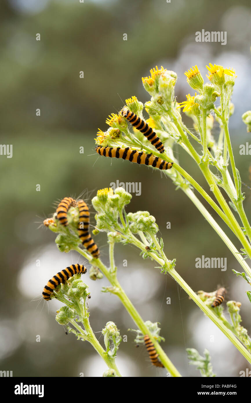 Zinnober Nachtfalter Raupen, Tyria Jacobaeae, Fütterung auf Ragwort während Großbritannien 2018 Hitzewelle 21.7.2018. Dorset England UK GB Stockfoto