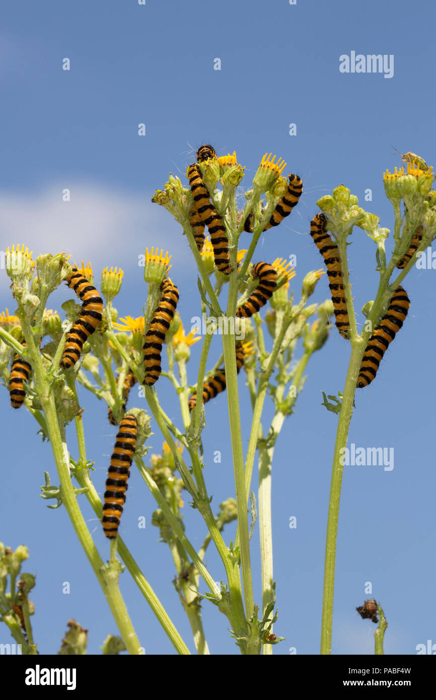 Zinnober Nachtfalter Raupen, Tyria Jacobaeae, Fütterung auf Ragwort während Großbritannien 2018 Hitzewelle 21.7.2018. Dorset England UK GB Stockfoto