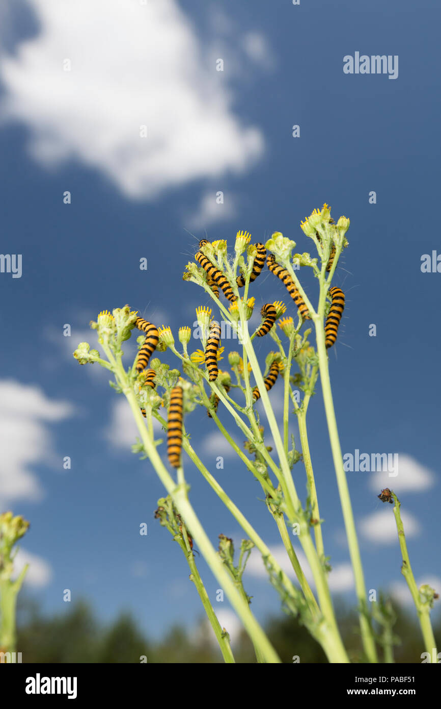 Zinnober Nachtfalter Raupen, Tyria Jacobaeae, Fütterung auf Ragwort während Großbritannien 2018 Hitzewelle 21.7.2018. Dorset England UK GB Stockfoto