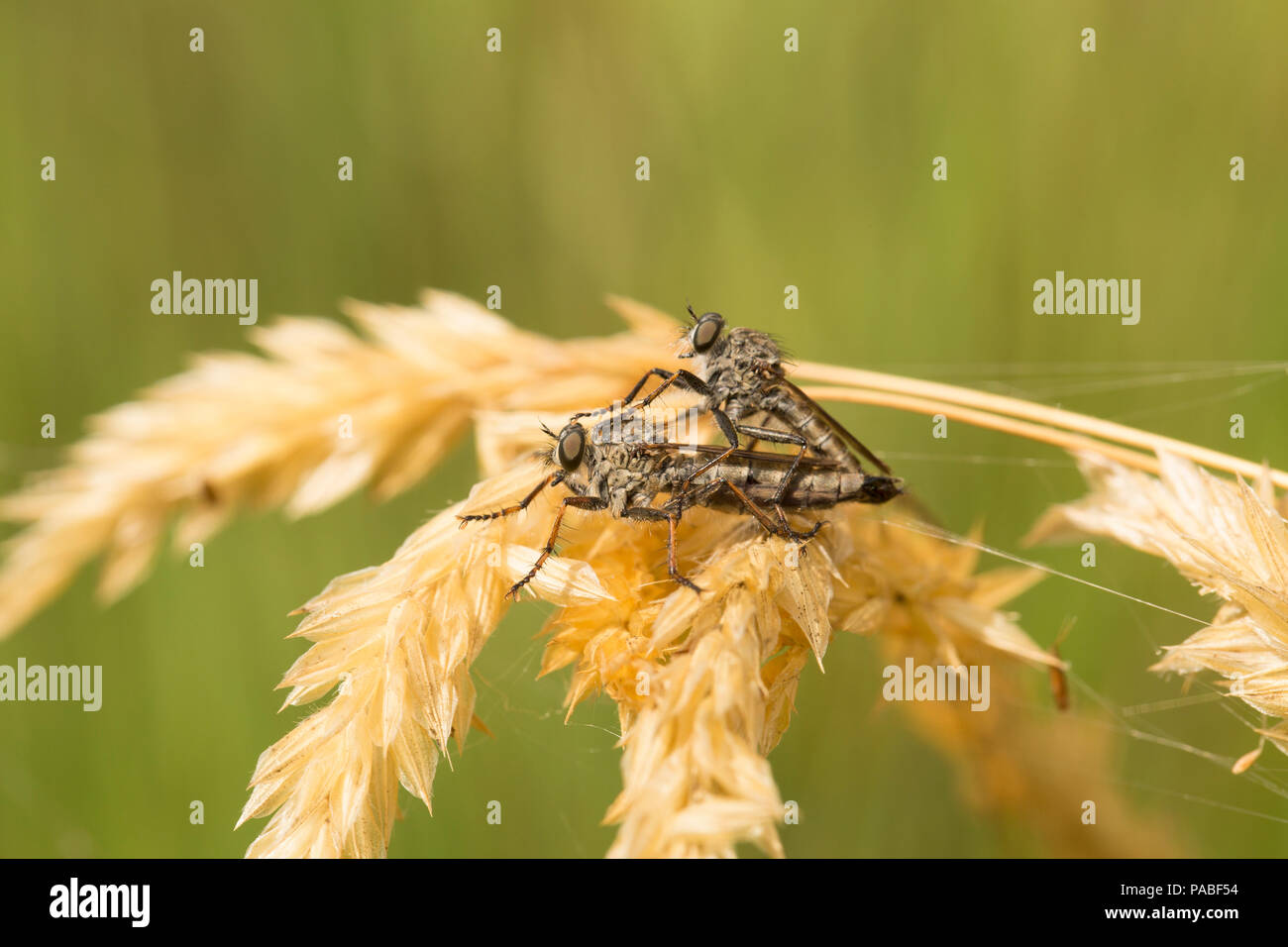 Ein Paar Paarungsräuber fliegt, Ordnung Diptera, bei heißem Wetter 2018. Räuberfliegen sind räuberisch und ernähren sich von anderen Insekten. Dorset England GB Stockfoto