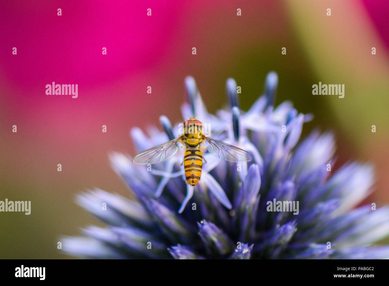 Hoverflys, im Garten, Hamburg, Deutschland Stockfoto