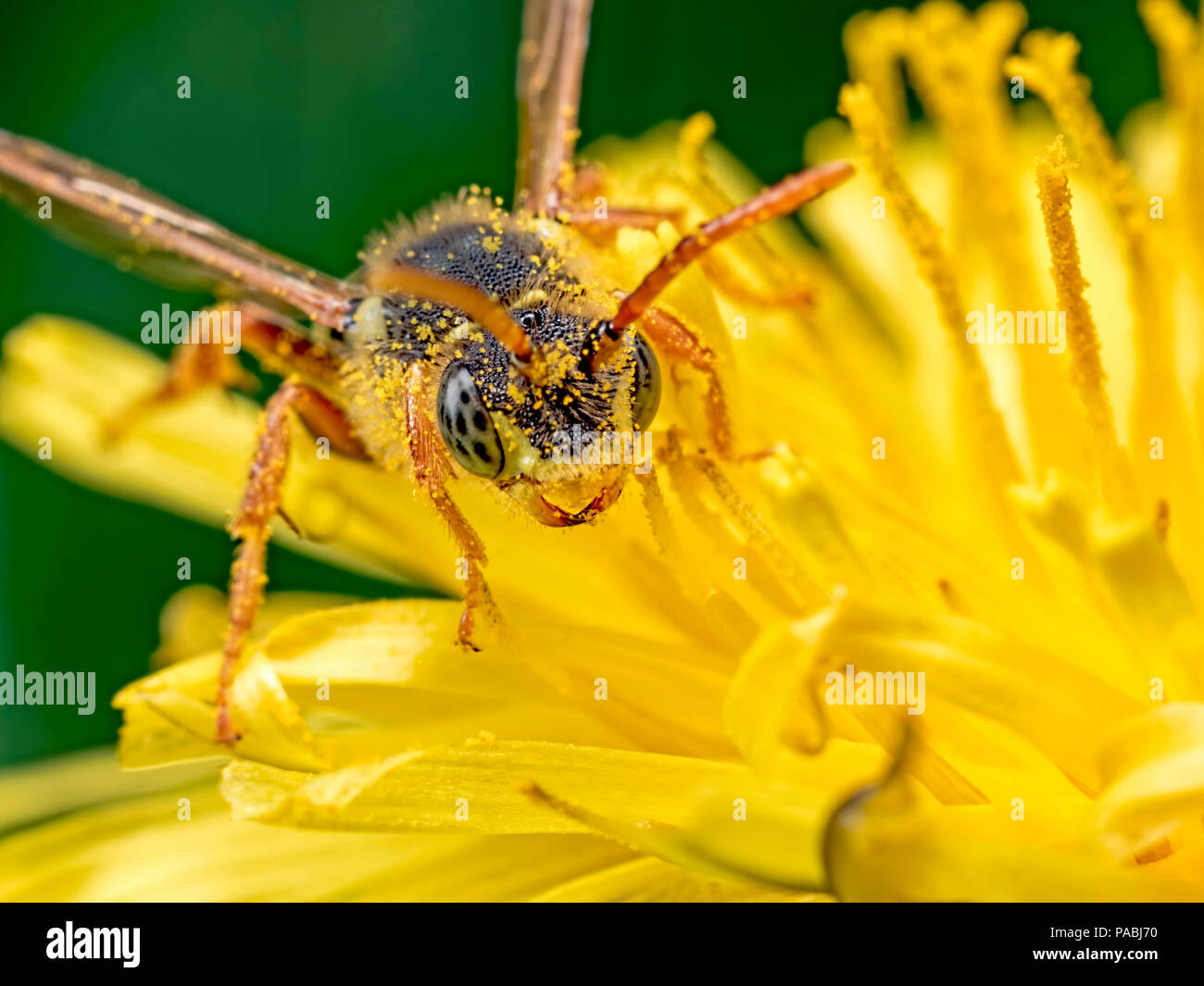 Von Angesicht zu Angesicht mit einem Green Eyed nomada einsame Biene auf Löwenzahn Blume Stockfoto