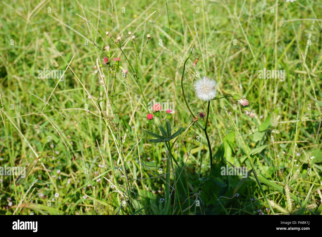 Red Florida tasselflower ähnlich der Flieder tasselflower zwei Stufen Blütenblatt und geschwollene Samen (Emilia fosbergii) Stockfoto