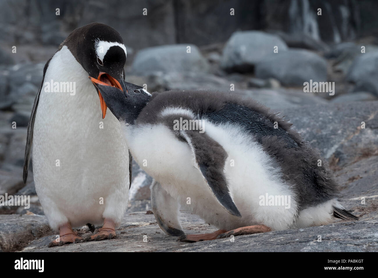 GENTOO PENGUINS PORT LOCKROY WIENCKE ISLAND ANTARKTIS Stockfoto