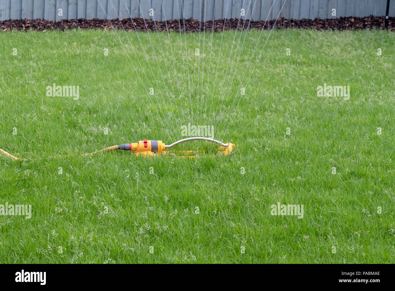 Sprinkler mit einem gelben Schlauch verwendet wird, einen Rasen zu Wasser. Stockfoto