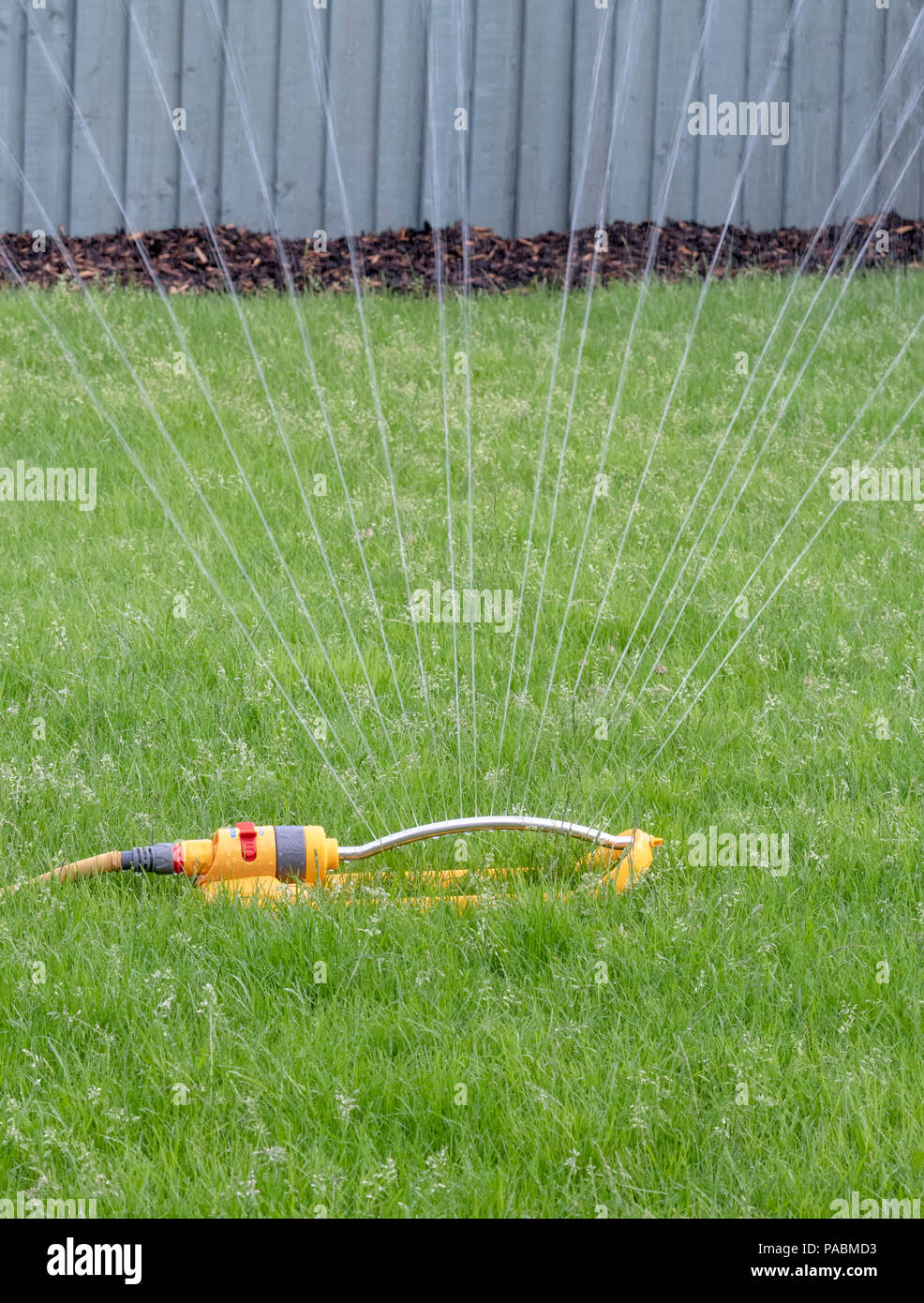 Sprinkler mit einem gelben Schlauch verwendet wird, einen Rasen zu Wasser. Stockfoto