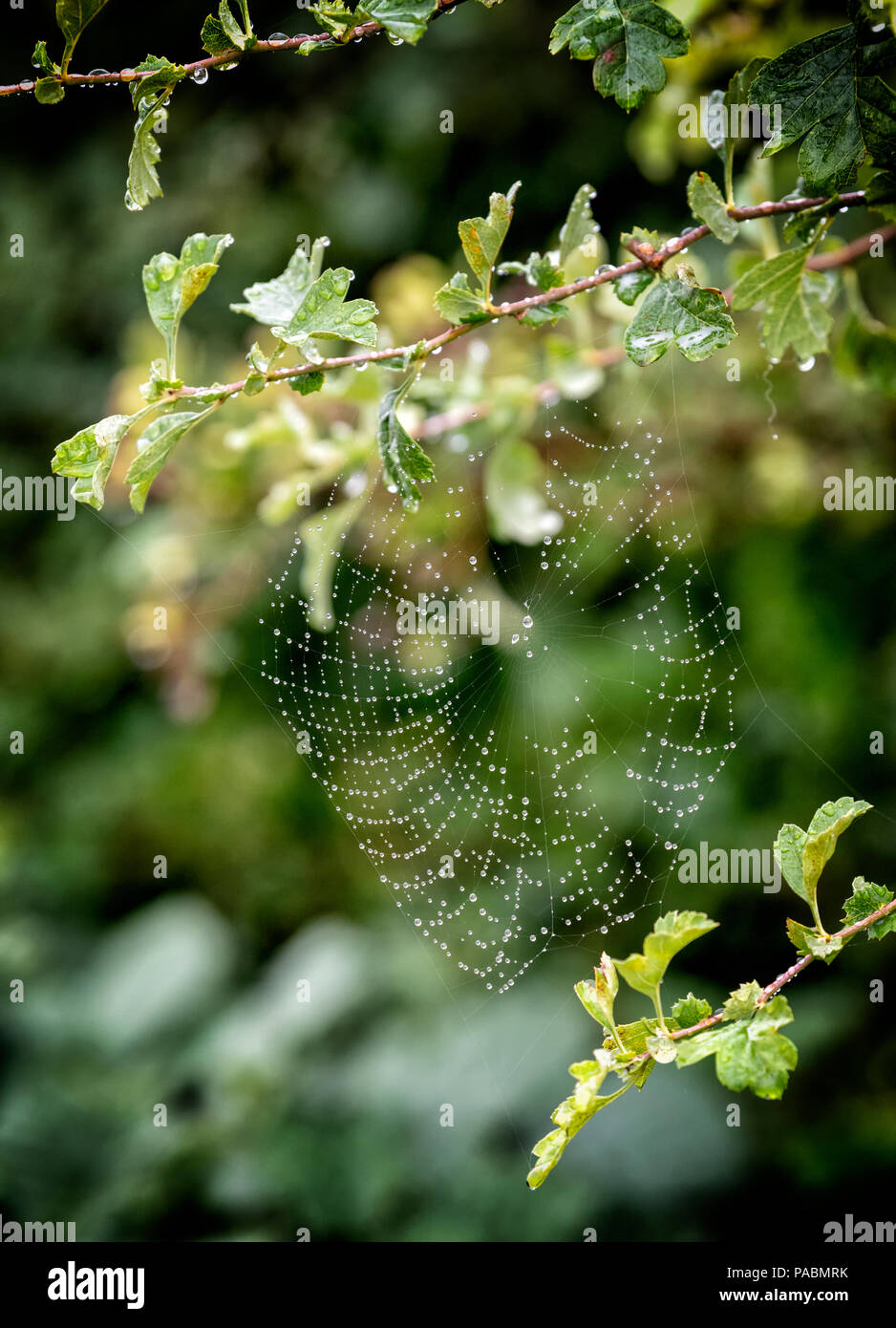 Tau spinnen Web zwischen Zweigen eines Hawthorn tree gebildet Stockfoto