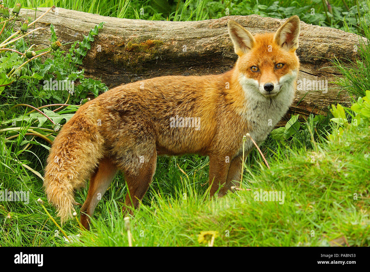 Erwachsene Europäische Red Fox (Vulpes vulpes) stehen und nach vorne über die gesamte Länge Ihres Körpers Stockfoto