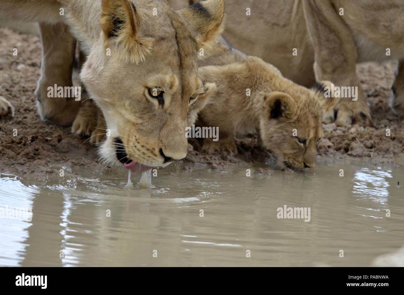 Löwen, trinken Stockfoto