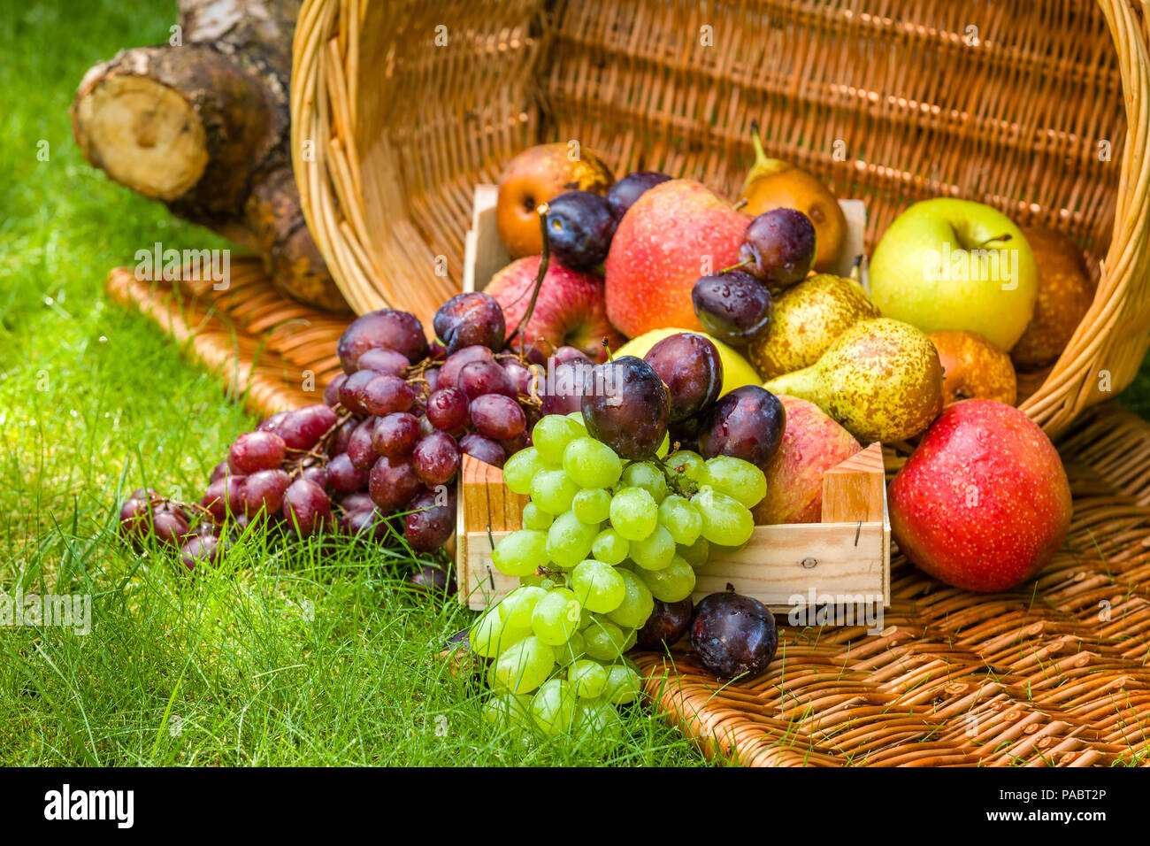 Obst Ernte am Ende des Sommers - Äpfel, Birnen, Pflaumen und Trauben Stockfoto