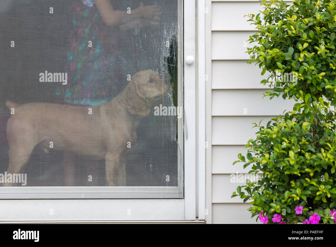 Golden cocker spaniel eyeing ein beschädigter Bildschirm Tür öffnet sich auf eine äußere Terrasse in die gerippten Drahtgeflecht sniffing Stockfoto