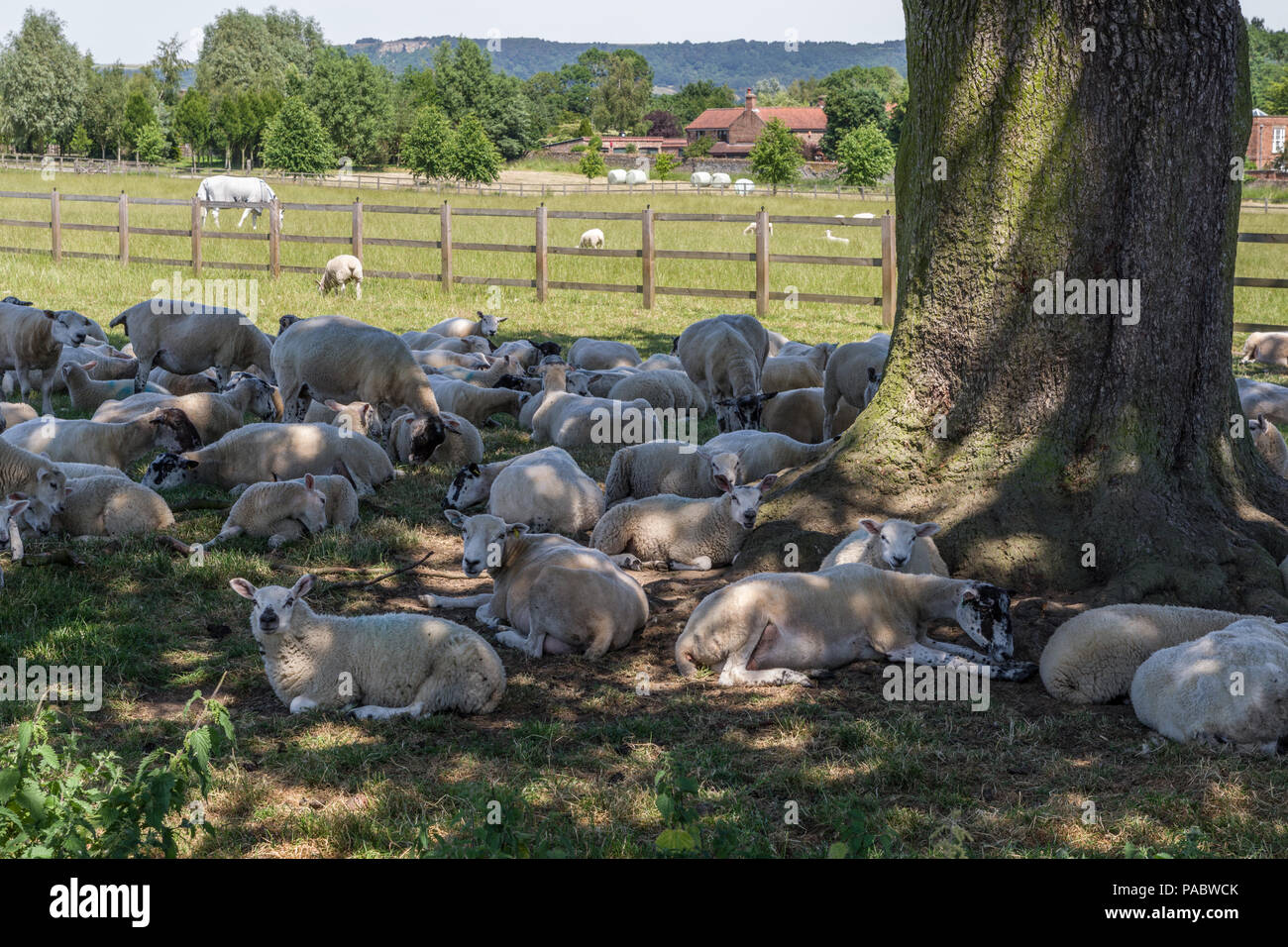 Schafe ruhen im Schatten eines Baumes an einem heißen sonnigen Sommertag; große Thirkleby, North Yorkshire, UK. Stockfoto