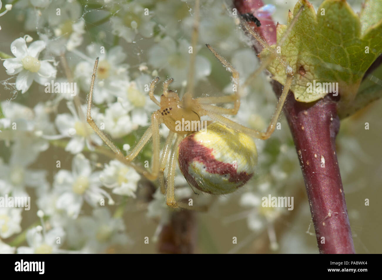 Bunt gestreiften Spinne (Enoplognatha ovata) Stockfoto