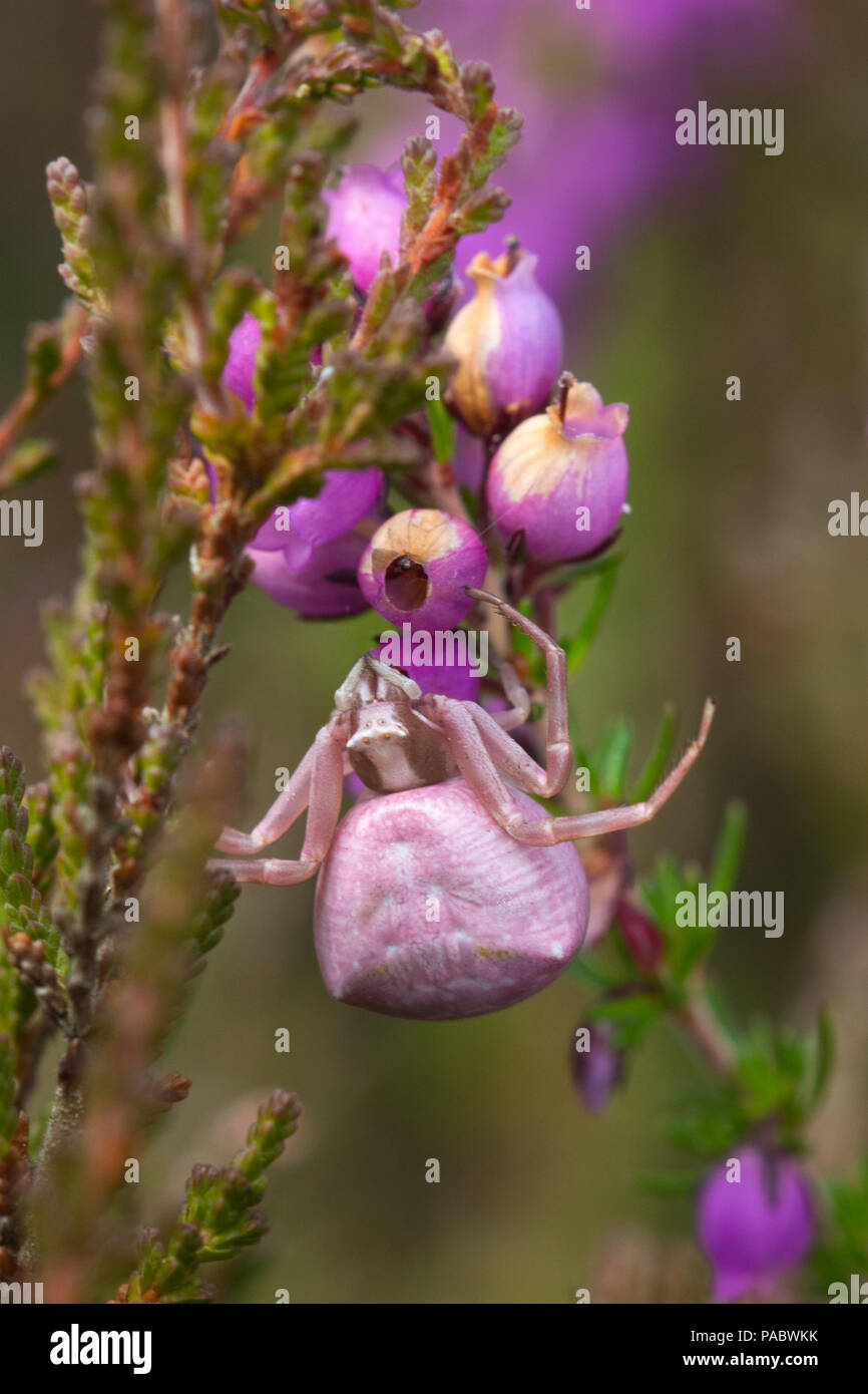 Rosafarbene Krabbenspinne, getarnt auf Glockenheidekraut in Surrey, Großbritannien. Heidekrabbenspinne - Thomisus onustus Stockfoto