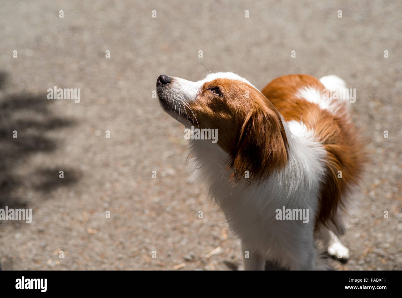 Kooikerhondje Hund, Hund, frei ohne Leine auf Pfad, seltene Herding Rasse aus den Niederlanden Stockfoto