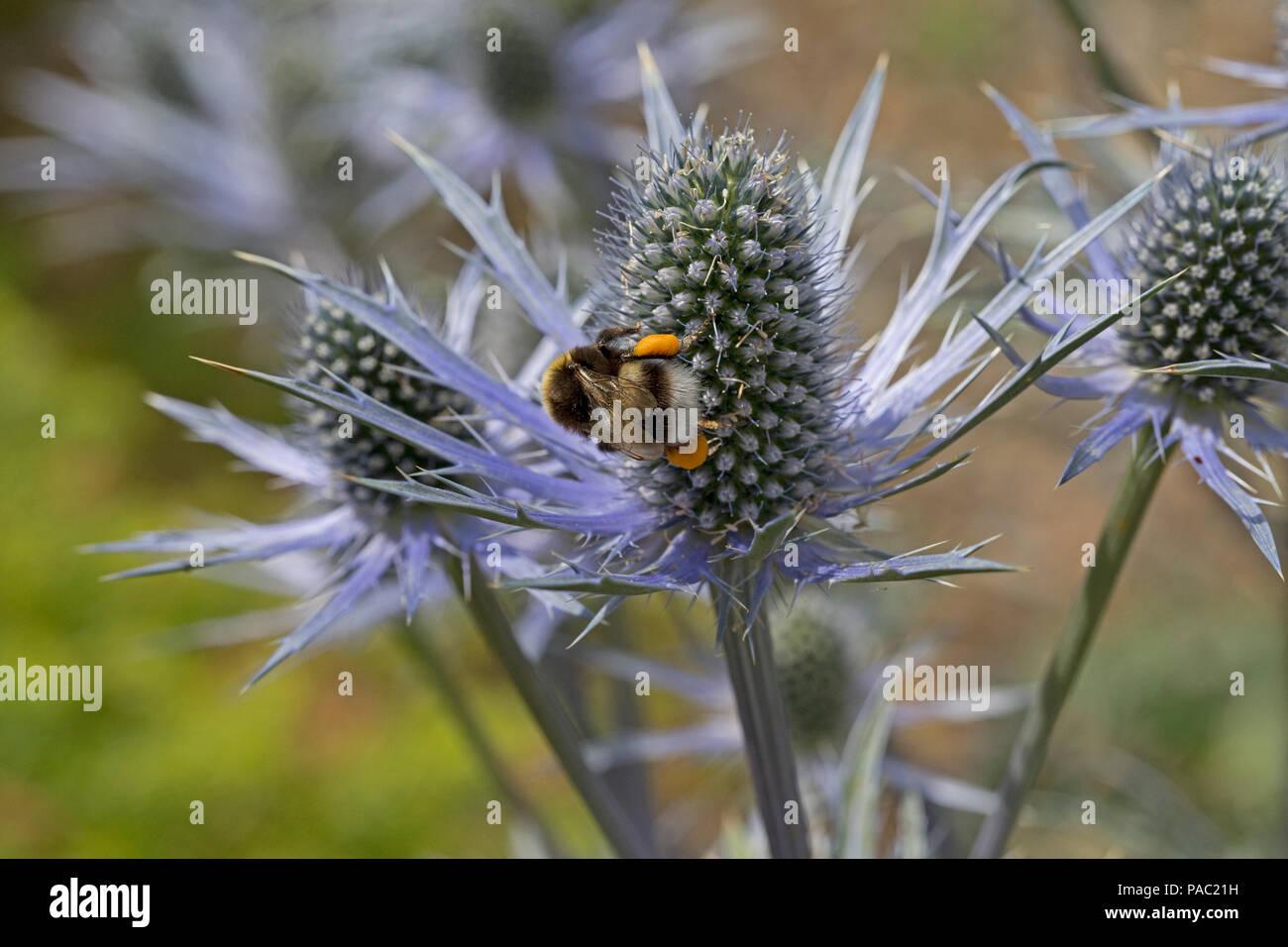 White-tailed Hummel Bombus leucorum mit voller Pollen sacs Fütterung auf Eyngium Blume Dumfries, Schottland Stockfoto