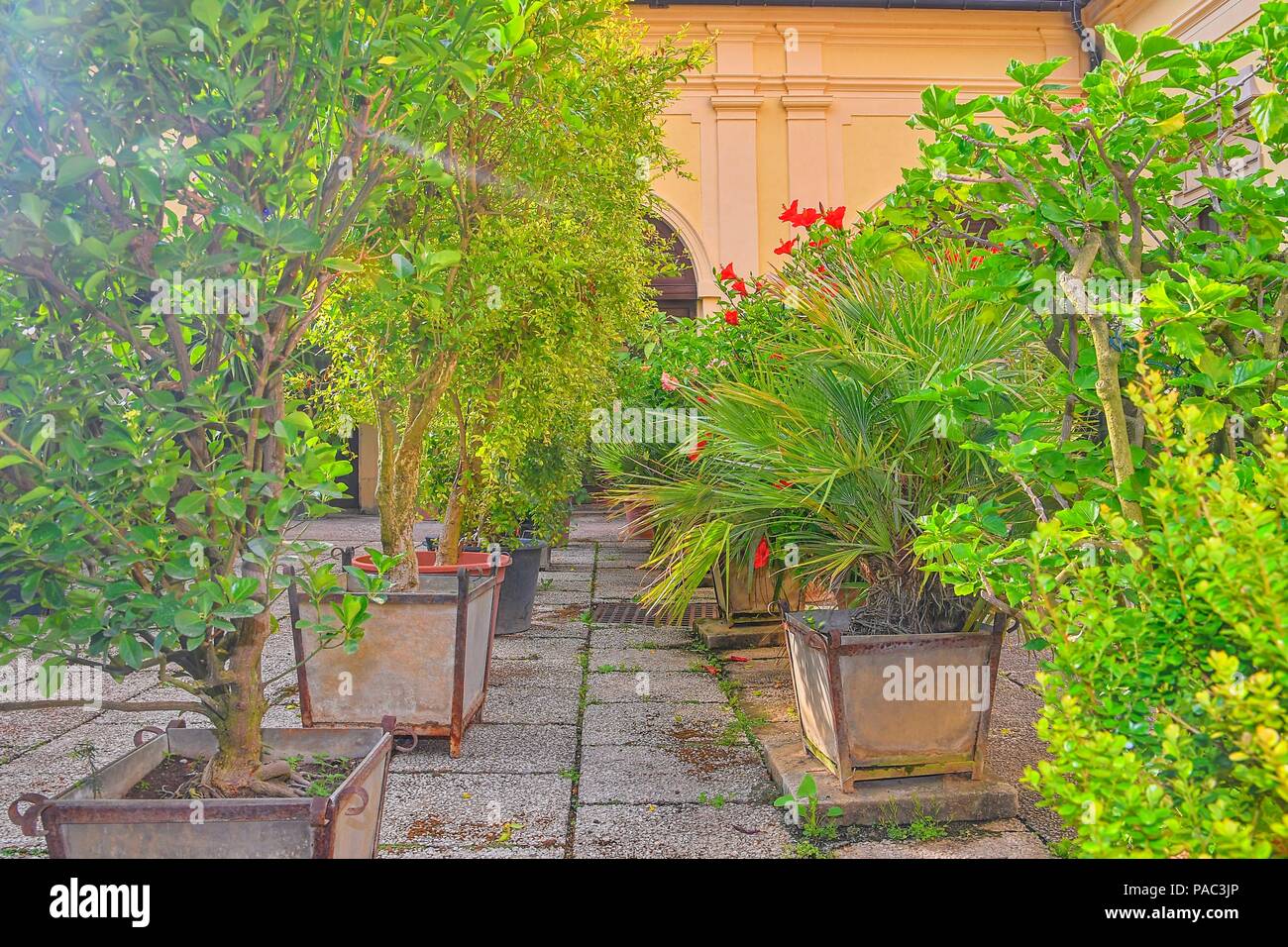Kleiner Garten in städtischen historischen Innenhof. Garten Stil. Stockfoto