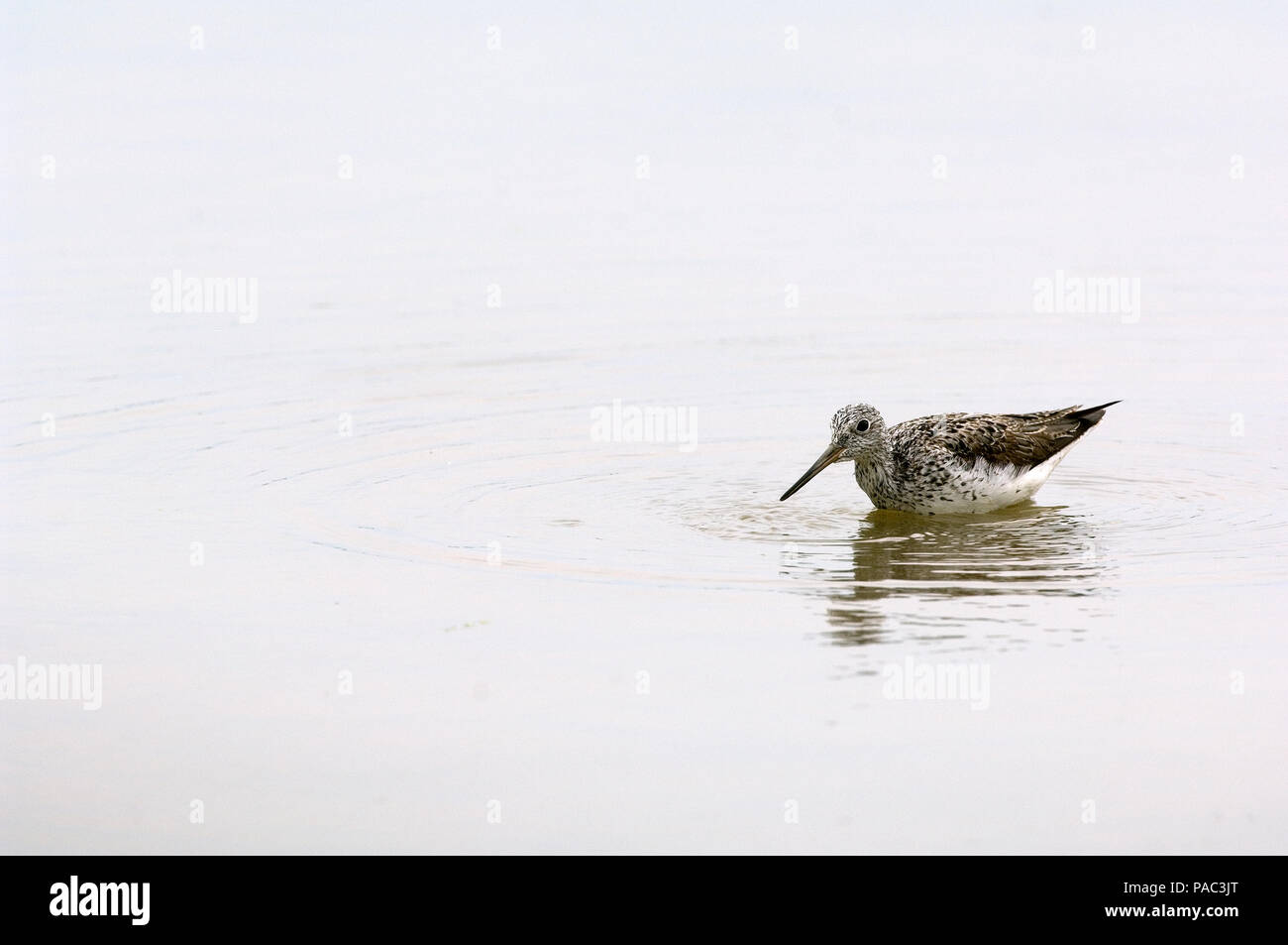 Gemeinsame oder Eurasische Greenshank (Tringa nebularia) Chevalier aboyeur Stockfoto