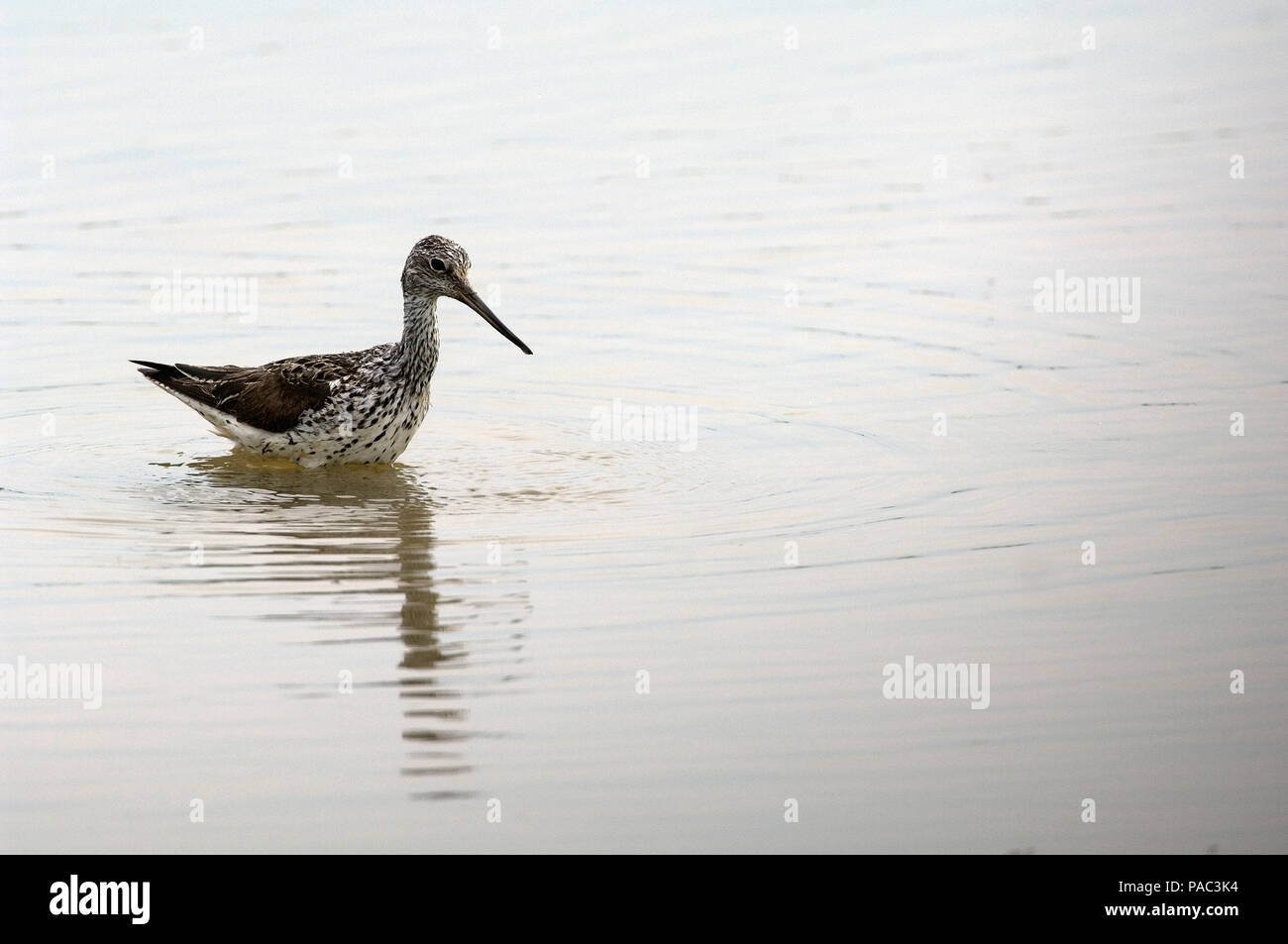 Gemeinsame oder Eurasische Greenshank (Tringa nebularia) Chevalier aboyeur Stockfoto