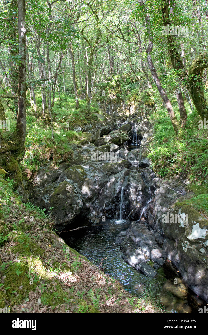 Wald von Cree RSPB Nature Reserve Newton Stewart Dumfries und Galloway Schottland Stockfoto