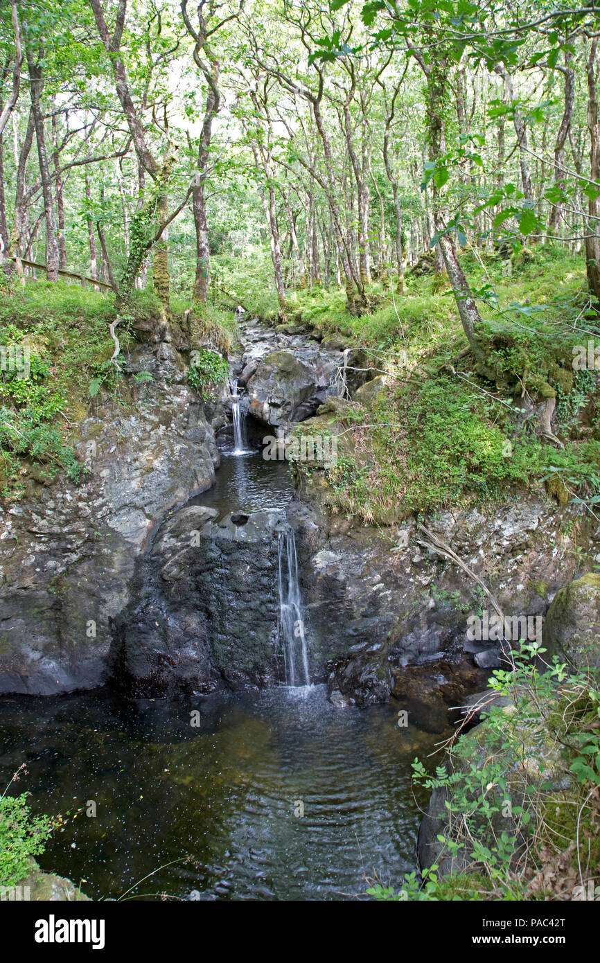 Wald von Cree RSPB Nature Reserve Newton Stewart Dumfries und Galloway Schottland Stockfoto