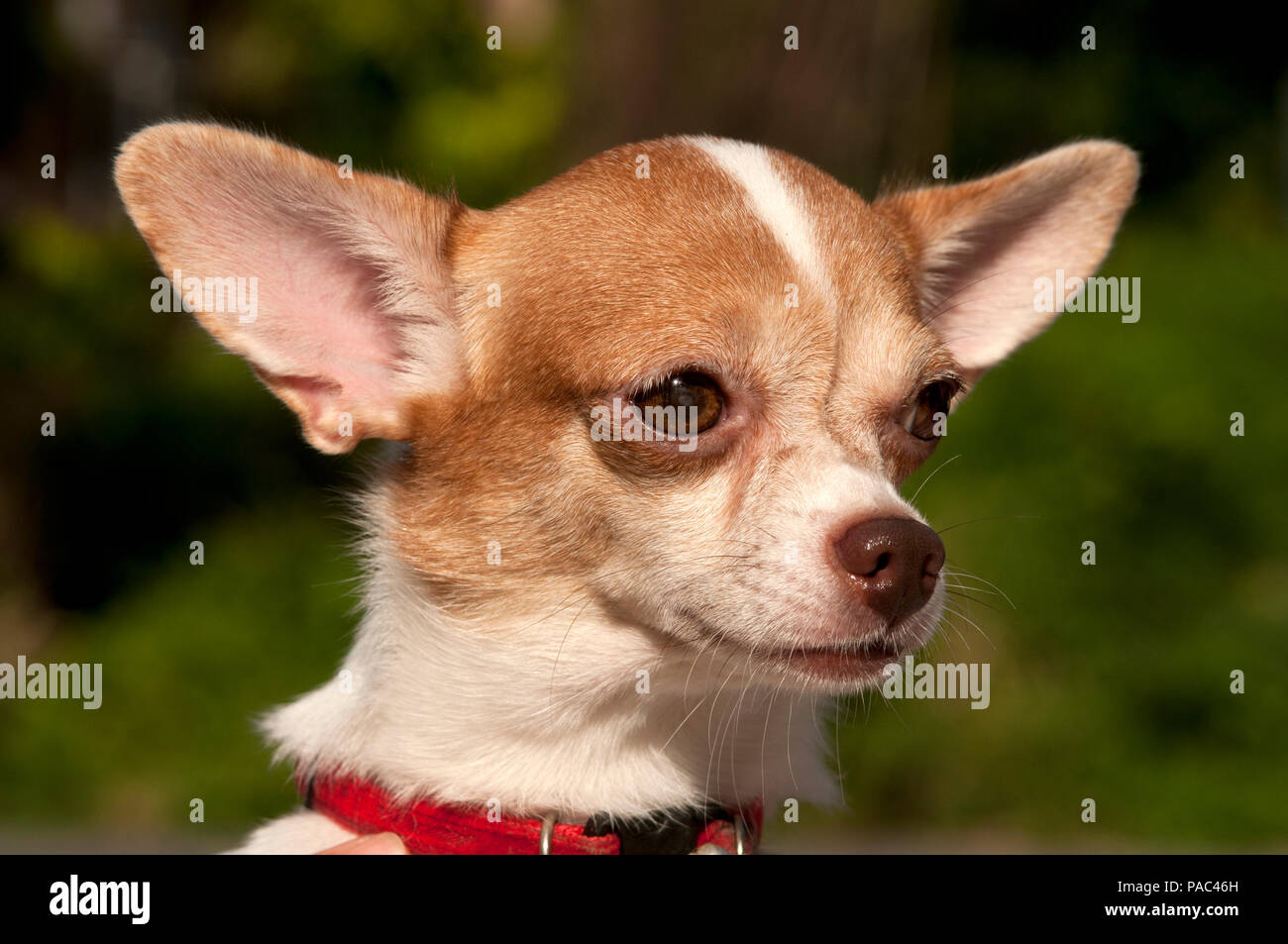 Chihuahua - Portrait - Canis familiaris Stockfoto