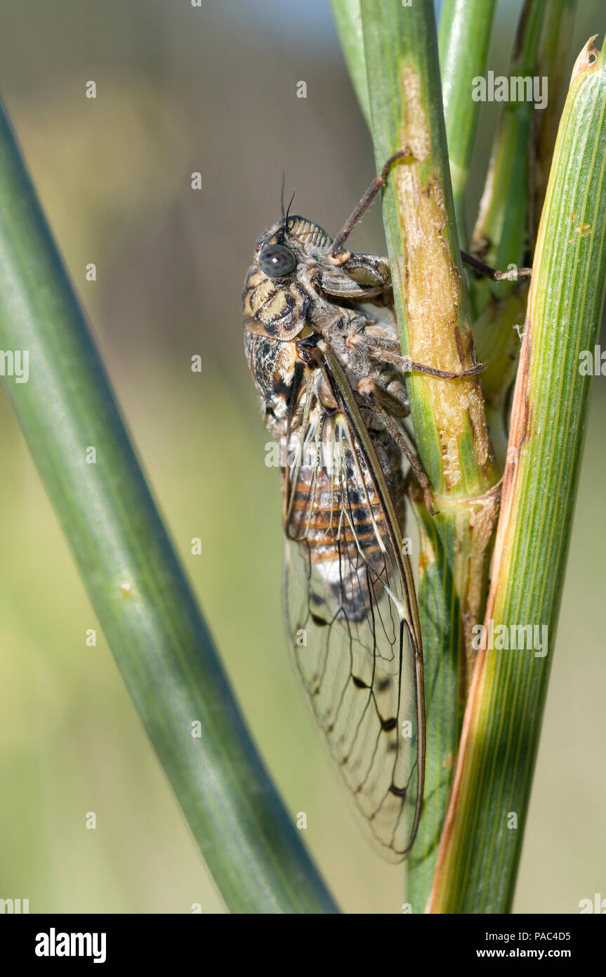 Cigale grise - Cigale de l'Orne - Cigale du Frene - Zikade - Cicada orni Stockfoto