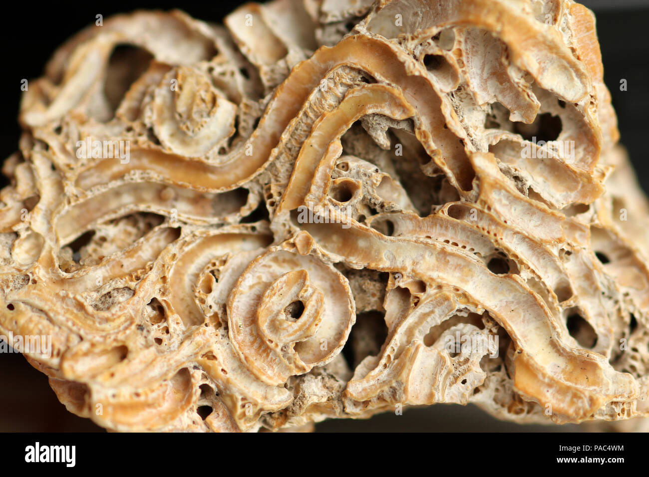 Worm Umhüllungen aus Kiel Worms Stockfoto