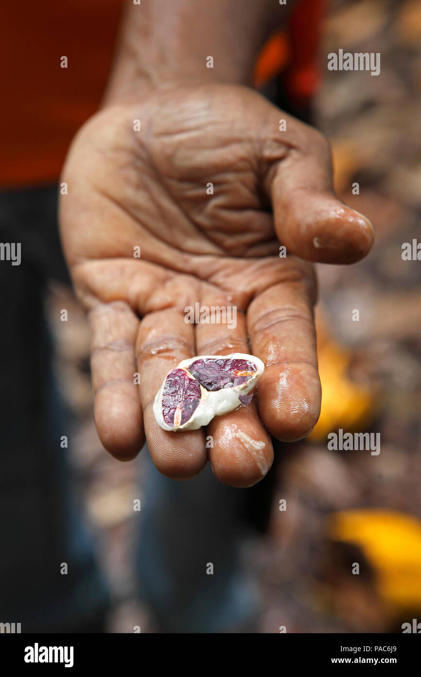 Mann hält einen Kakao Samen mit Kakaobohnen in seiner Hand, San Francisco de Macoris, Duarte Provinz, Dominikanische Republik Stockfoto