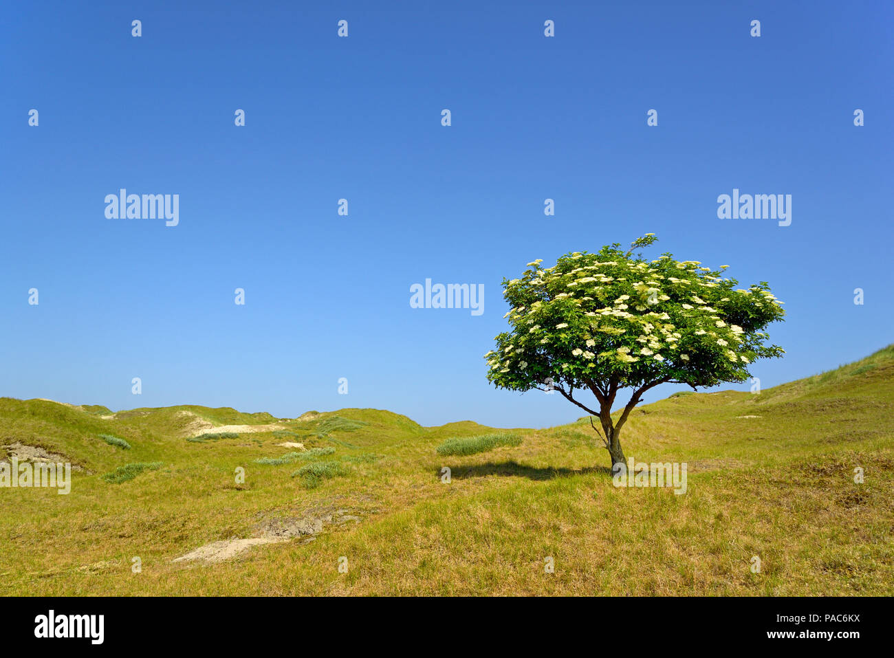 Holunder (Sambucus nigra), einsamer Baum mit Blüten vor blauem Himmel, Norderney, Ostfriesische Inseln, Nordsee, Niedersachsen Stockfoto