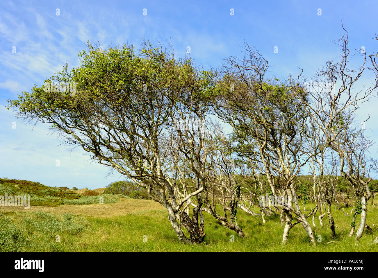 Birken (Betula), Wald mit bizarr gewachsenen Bäume, Norderney, Ostfriesische Inseln, Nordsee, Niedersachsen, Deutschland Stockfoto