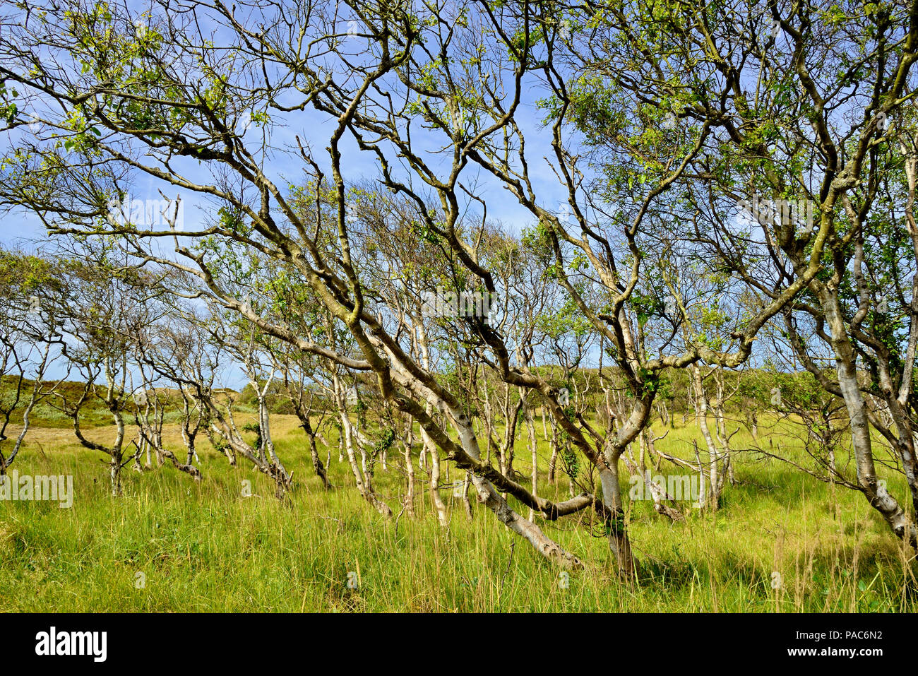 Birken (Betula), Wald mit bizarr gewachsenen Bäume, Norderney, Ostfriesische Inseln, Nordsee, Niedersachsen, Deutschland Stockfoto