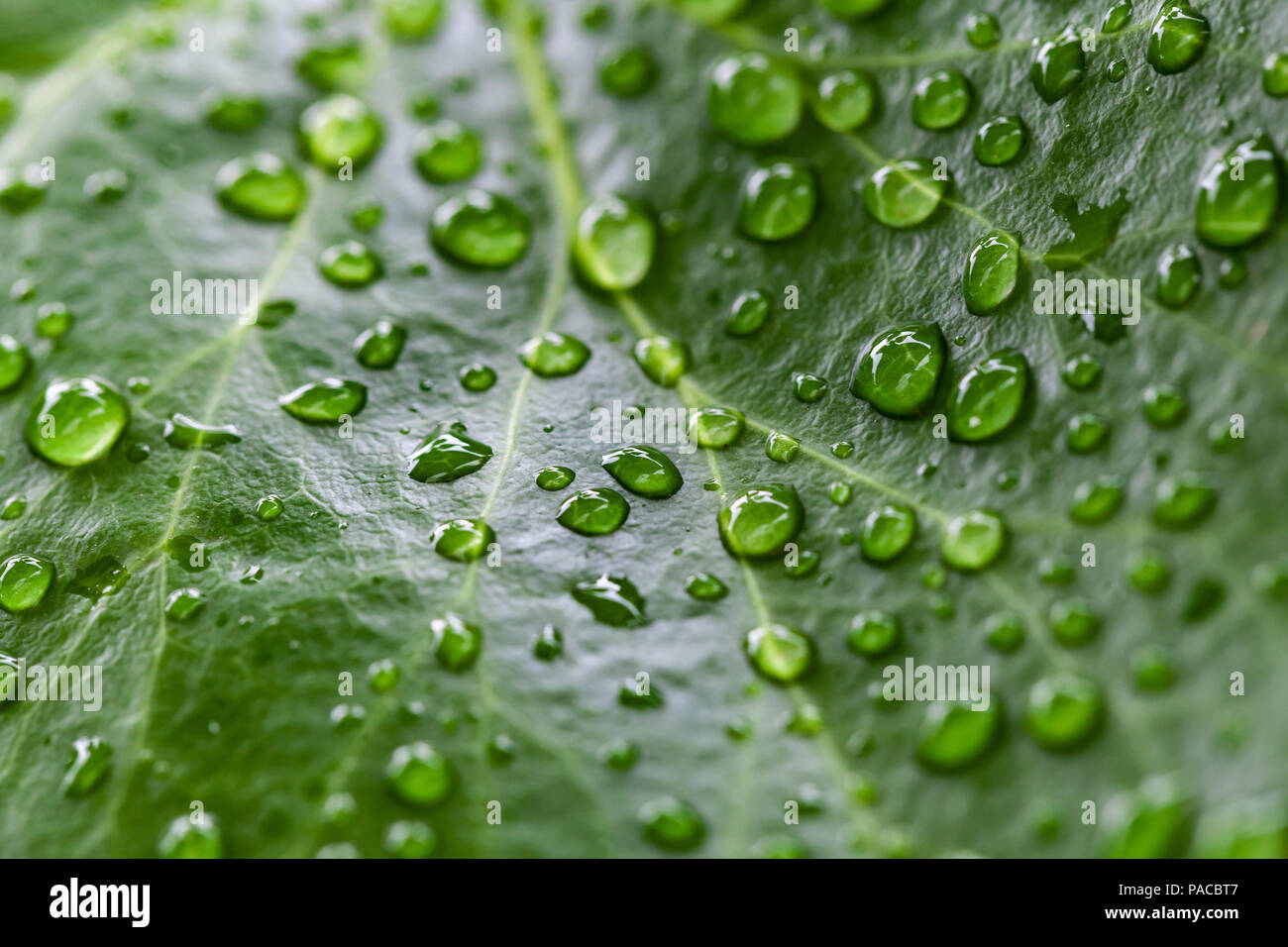 Natürlichen, grünen Hintergrund Foto, Blatt und Wassertropfen auf es Stockfoto