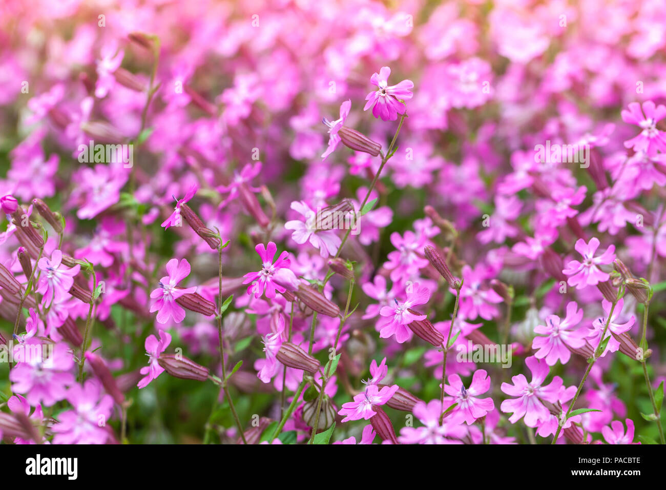Phlox subulata oder schleichende Phlox. Rosa Blumen im Frühling Garten. Nahaufnahme mit selektiven Fokus. Stockfoto