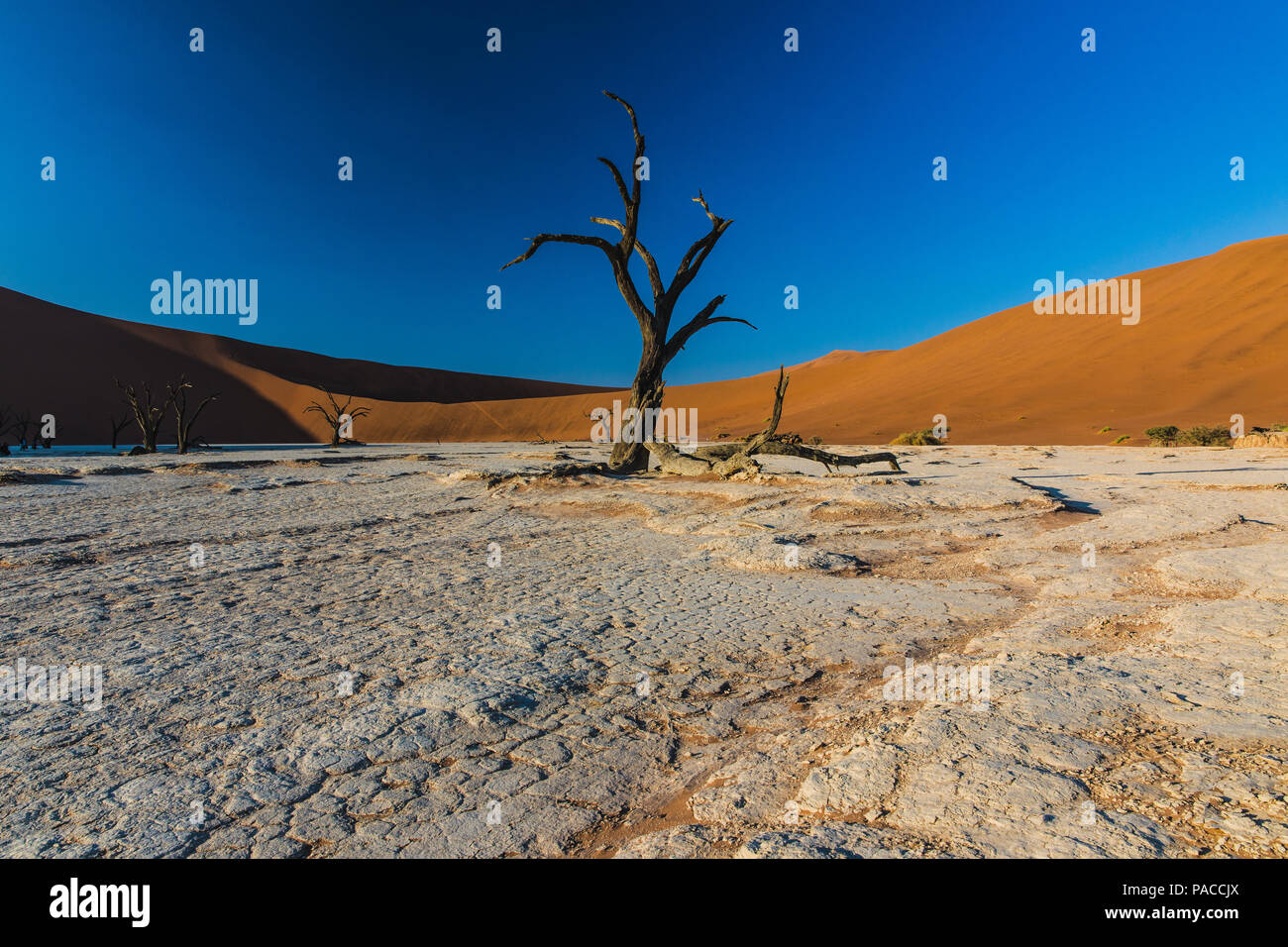 Tote Baumstämme mit roten Sanddüne im Deadvlei Sossulsvlei Namib Wüste Stockfoto