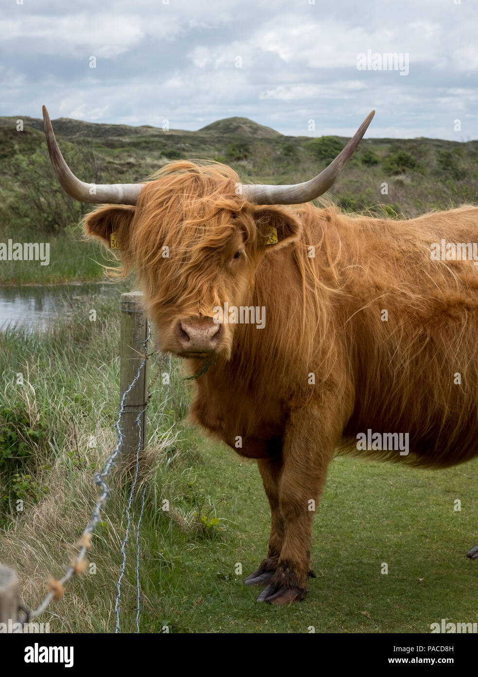 kalb kuh stockfotos und bilder kaufen alamy