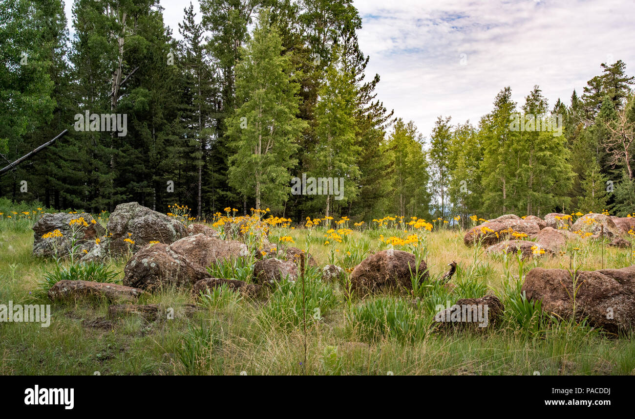 Ein Patch der Wald von Espen, Farne dominiert, und Wildblumen. Stille Schönheit der Seele rejuvinate. Stockfoto