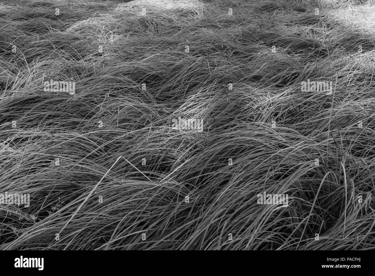 Fließende Rasen Stockfoto