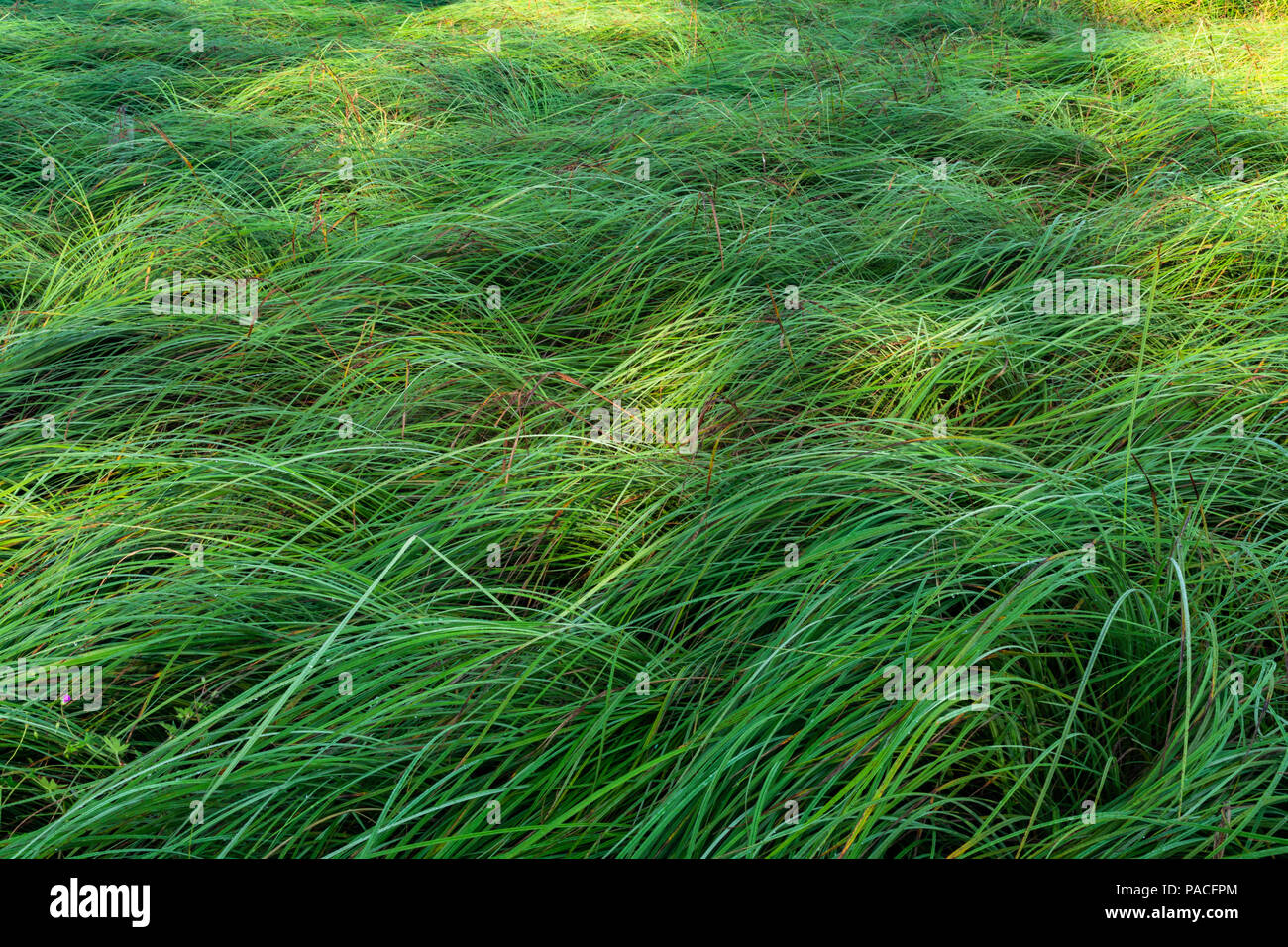 Fließende Rasen Stockfoto