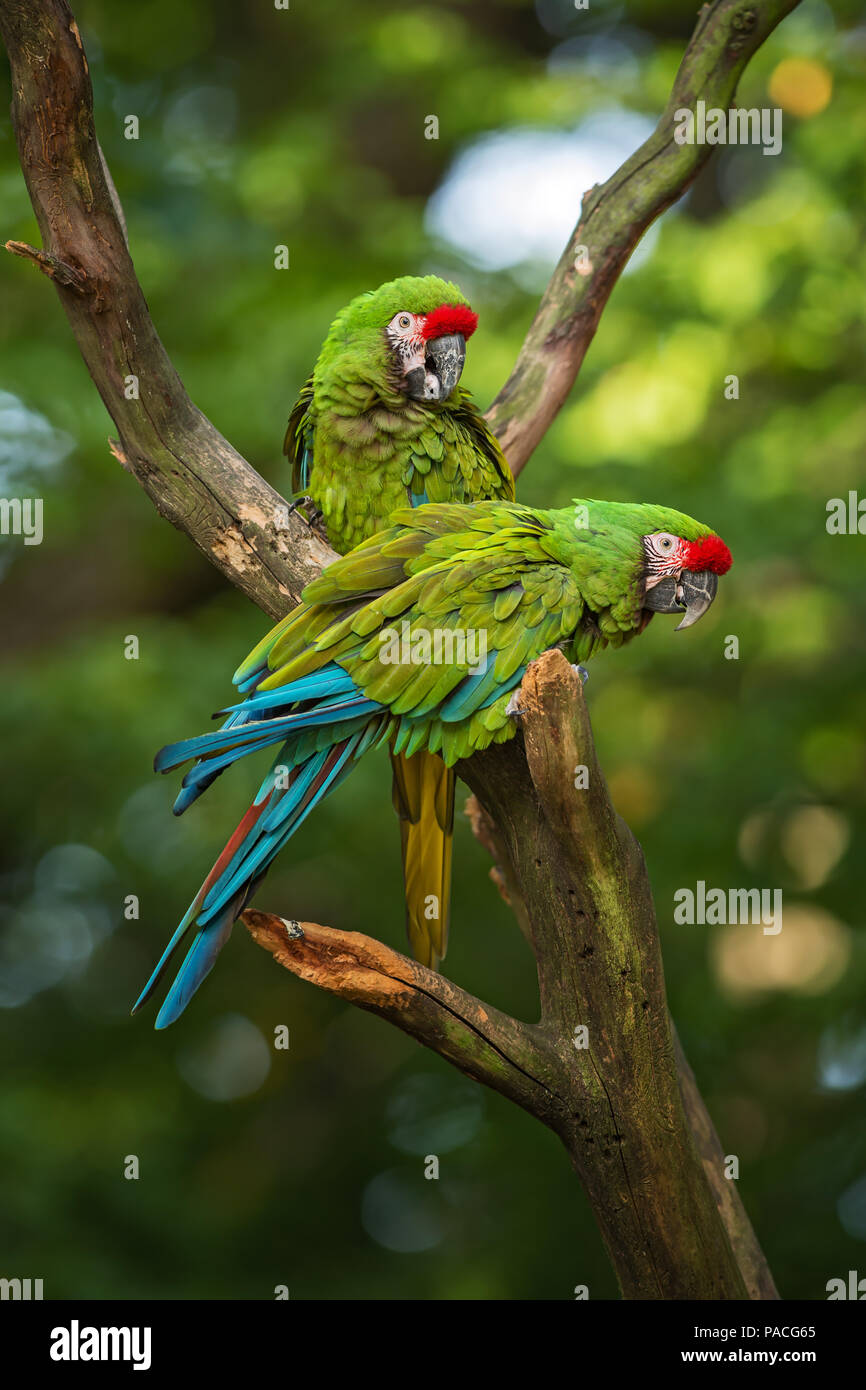 Militärische Ara-Ara militaris, schönen großen grünen Papagei aus Südamerika Wälder, Argentinien. Stockfoto