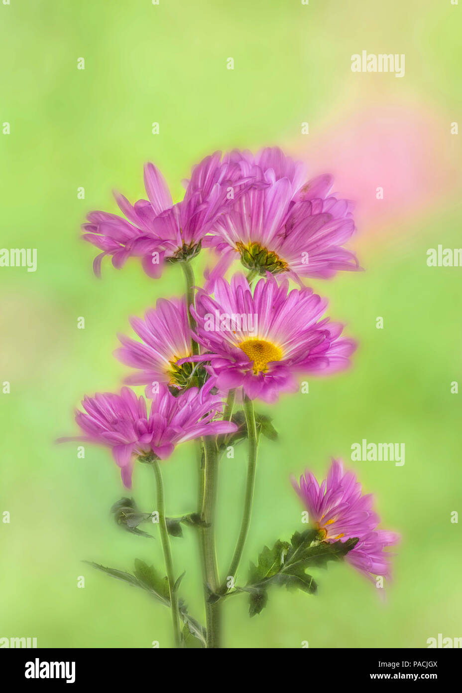 Chrysanthemen oder mamas vor einem grünen Hintergrund Stockfoto