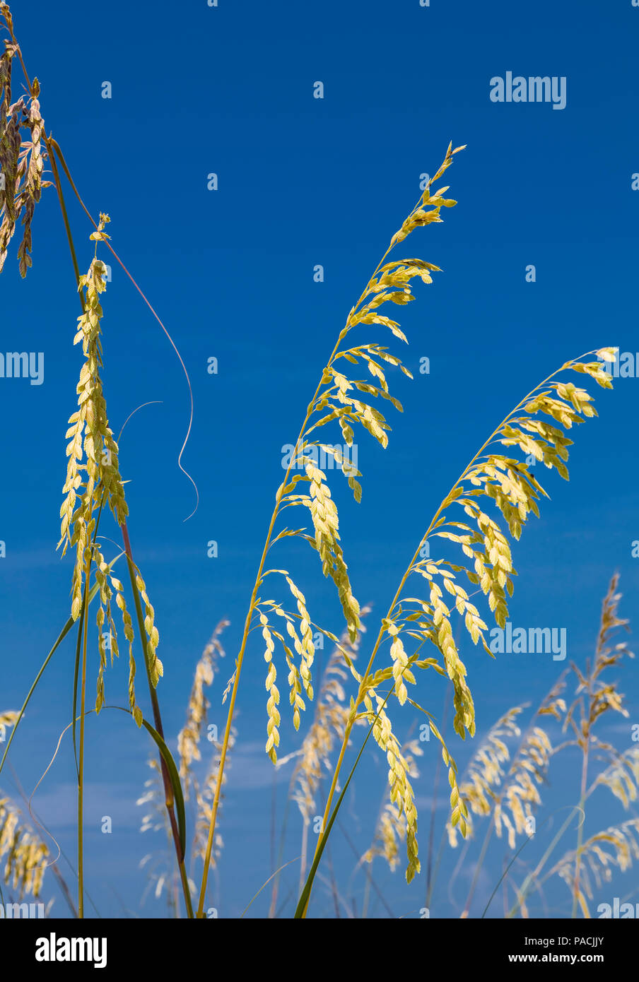 In der Nähe von Sea Oats vor blauem Himmel an der Golfküste von Florida Stockfoto