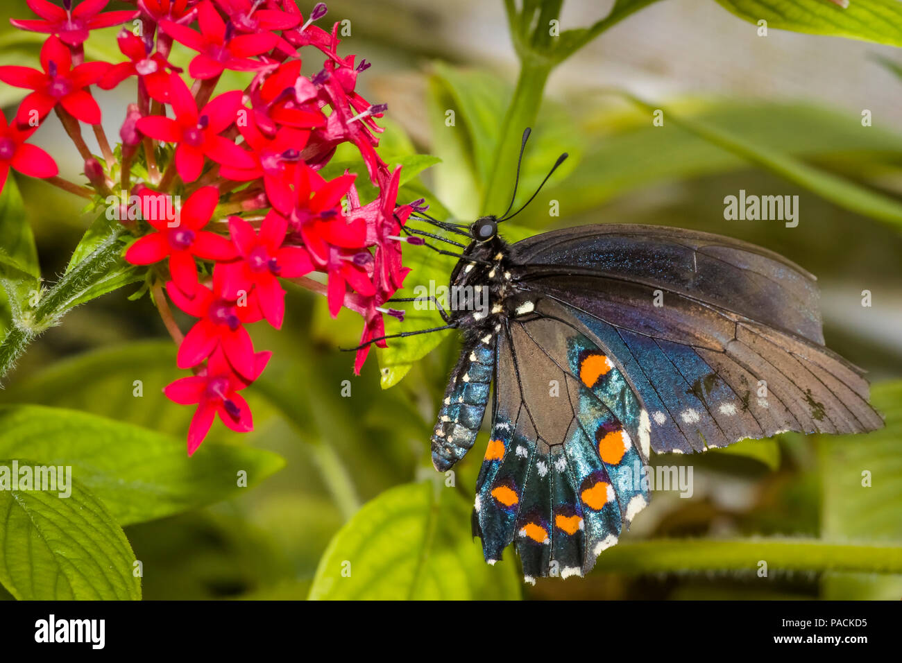 Nahaufnahme der Schwalbenschwanz Schmetterling als auch der östlichen Schwalbenschwanz oder Amerikanischen Schwalbenschwanz auf einer roten Blume Stockfoto